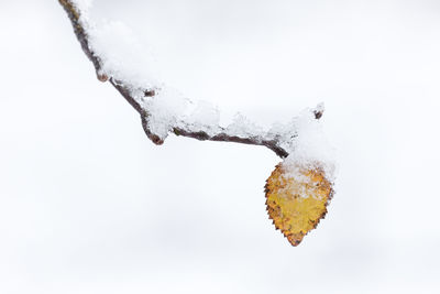 Close-up of snow covered tree