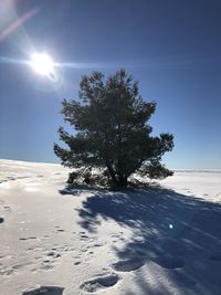 Tree on snow covered land against sky