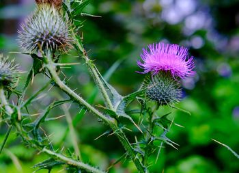 Close-up of thistle flowers