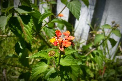 Close-up of red flower