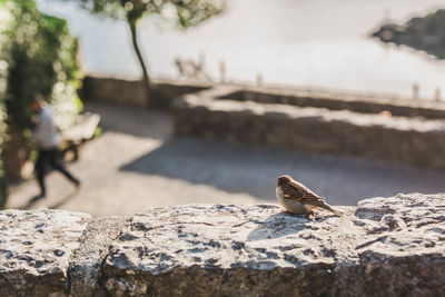 Close-up of a lizard on rock