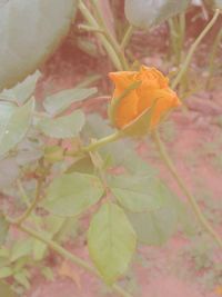 Close-up of yellow flowers