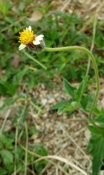 Close-up of insect perching on flower