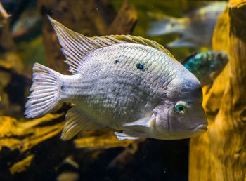 Close-up of fish swimming in aquarium