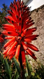 Close-up of red cactus