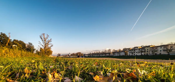 Plants growing on landscape against clear sky