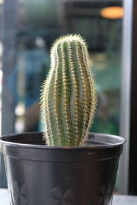 Close-up of succulent plant