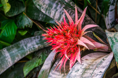 Close-up of red flower on leaves