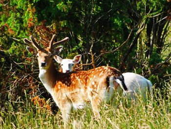 Animals on grassy field