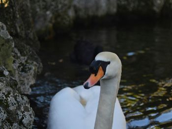 Swan swimming in lake