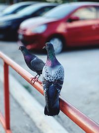 Pigeon perching on railing