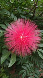 Close-up of pink flower