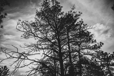 Low angle view of silhouette tree against sky