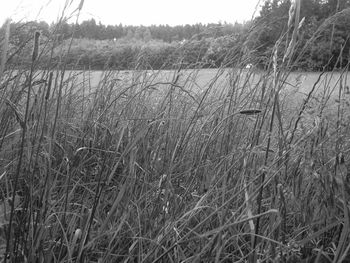 Plants growing on field