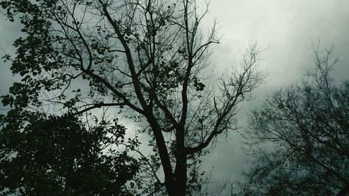 Low angle view of bare trees against sky