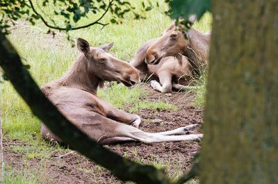 Two elk resting in a field