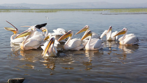 Pelicans on lake awasa