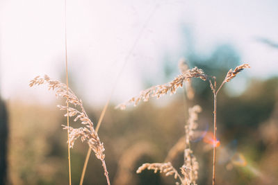 Close-up of wilted plant during winter