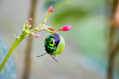 Close-up of insect on plant