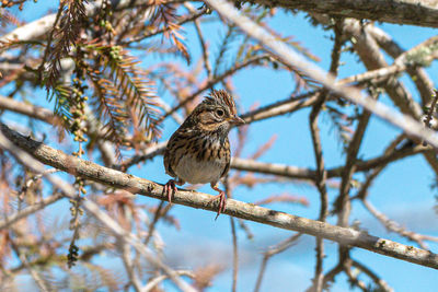 Low angle view of bird perching on branch