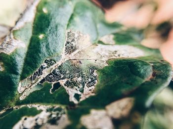 Close-up of lizard on plant