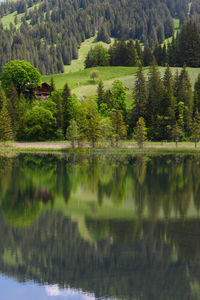 Scenic view of lake by trees in forest