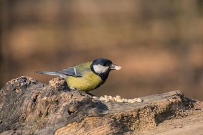 Close-up of bird perching on wood