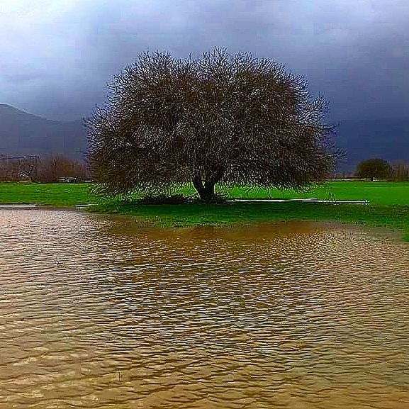 TREES ON LAKE AGAINST SKY