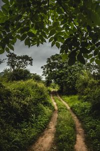 Empty road along plants and trees