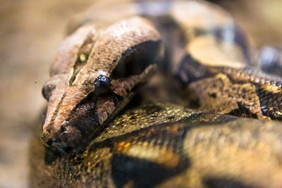 Close-up of lizard on rock