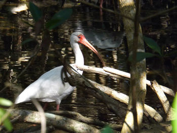 Birds in calm lake