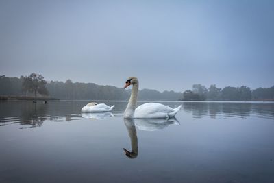 Swan floating on lake against sky