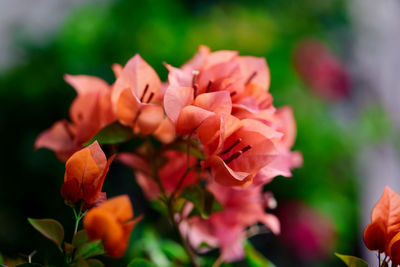 Bunch of the orange bougainvillea in the garden