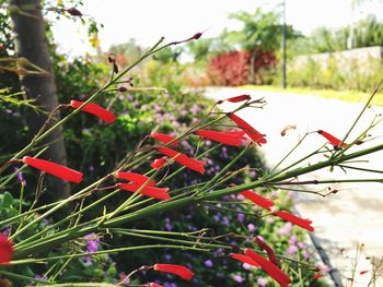 Close-up of red leaves on plant