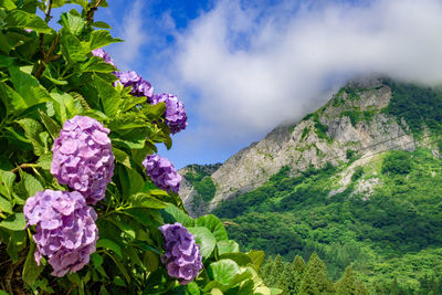 Purple flowering plants by mountains against sky