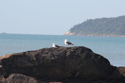 Seagull perching on rock by sea against sky