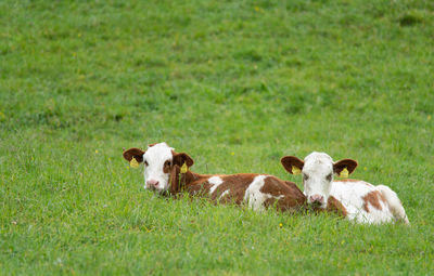 Portrait of cows on grassy field