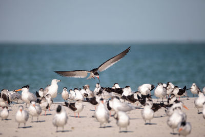 Flock of seagulls at beach against clear sky