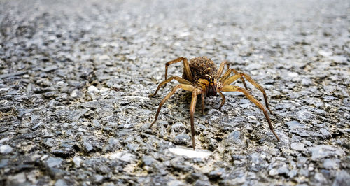 Close-up of wolf spider on rock