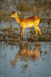 Female red lechwe stands staring with catchlight