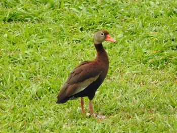 Close-up of a duck on field