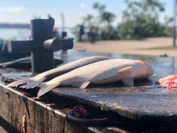 Close-up of fish on wood against sky