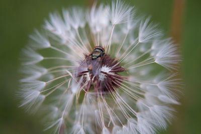 Close-up of spider on leaf