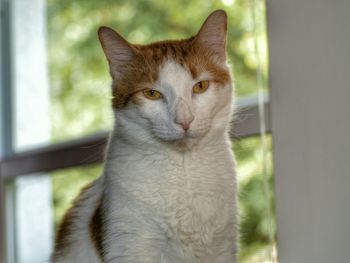Close-up portrait of cat