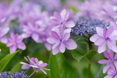 Close-up of pink flowering plants