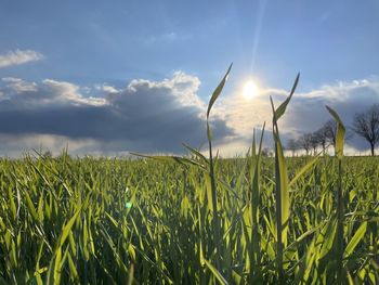 Crops growing on field against sky