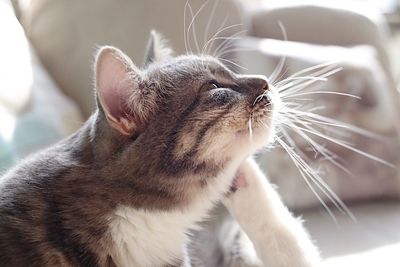 Close-up of cat looking up at home