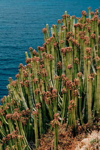 Close-up of succulent plant in sea