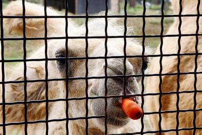 Close-up of parrot in cage at zoo