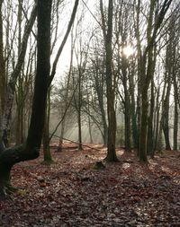 Trees in forest during autumn